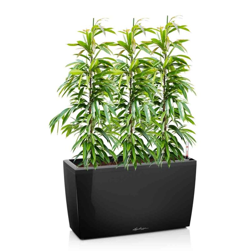 Ficus Amstel King in watergevende Cararo zwart