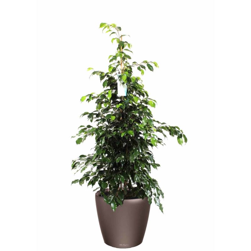 Ficus Benjamina in watergevende Classico bruin