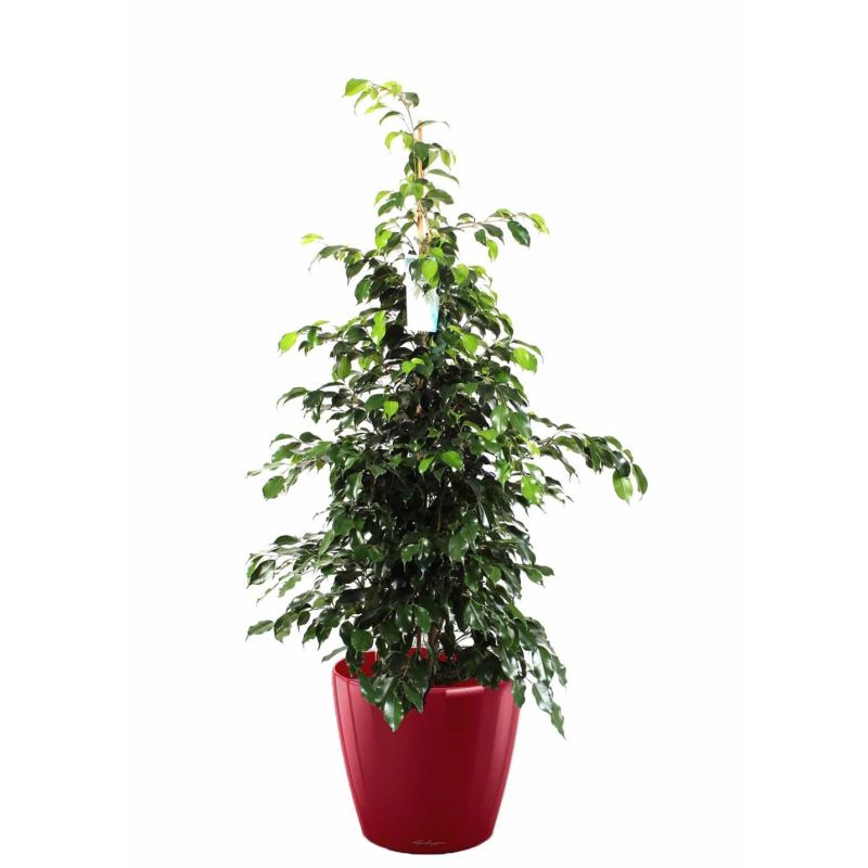 Ficus Benjamina in watergevende Classico rood