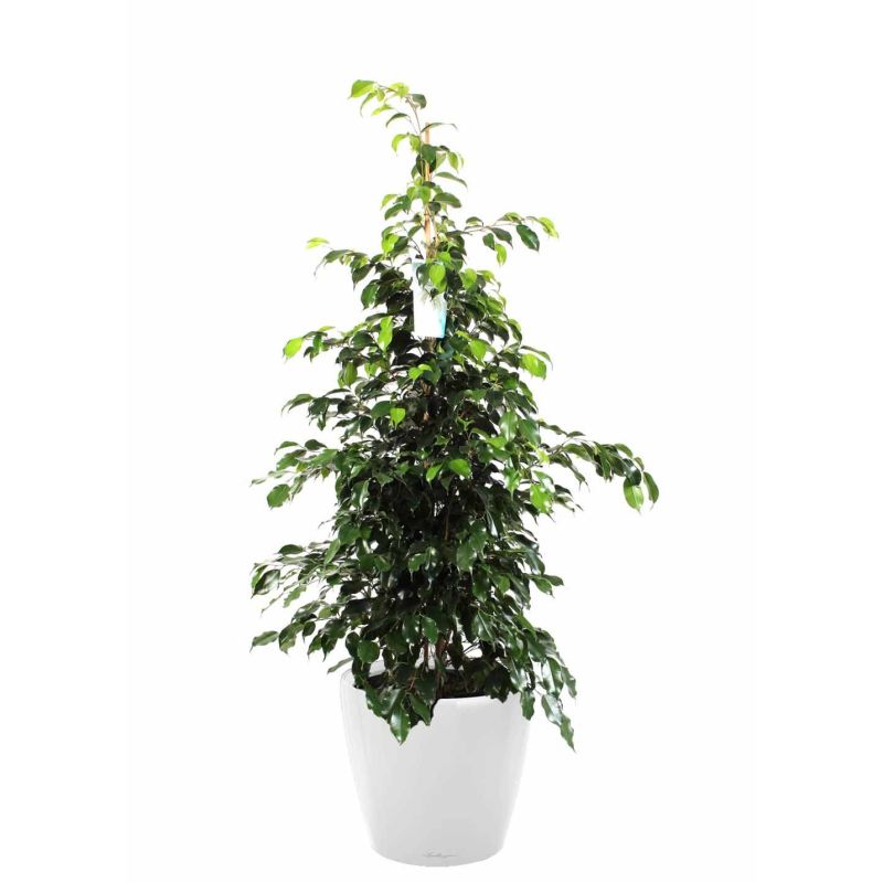 Ficus Benjamina in watergevende Classico wit