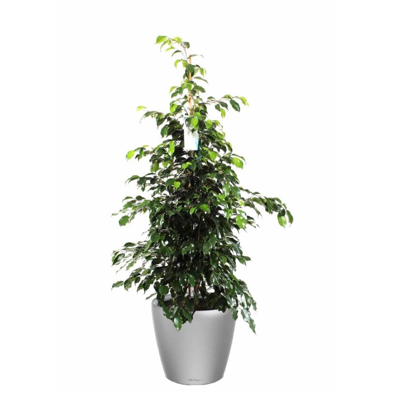 Ficus Benjamina in watergevende Classico zilver