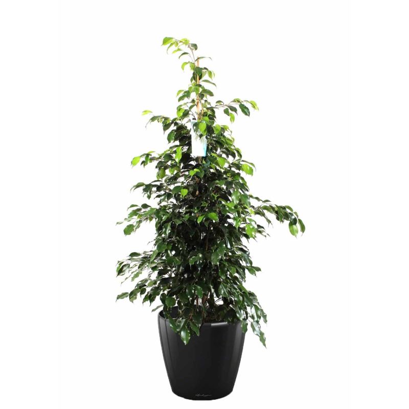 Ficus Benjamina in watergevende Classico zwart