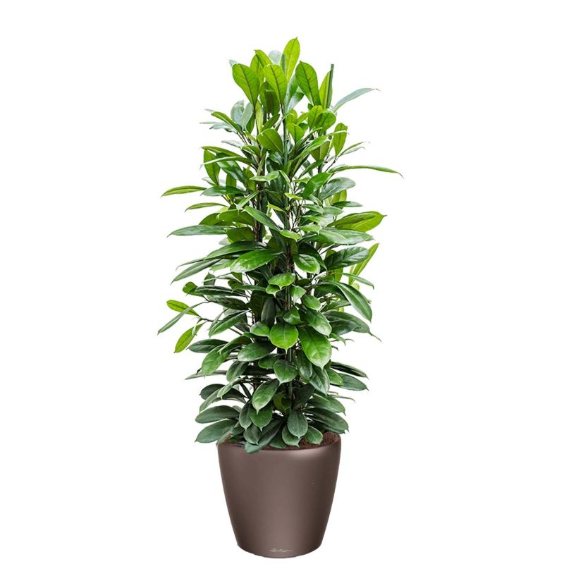 Ficus Cyathistipula in watergevende Classico bruin