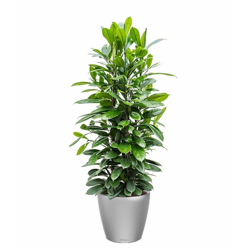 Ficus Cyathistipula in watergevende Classico zilver