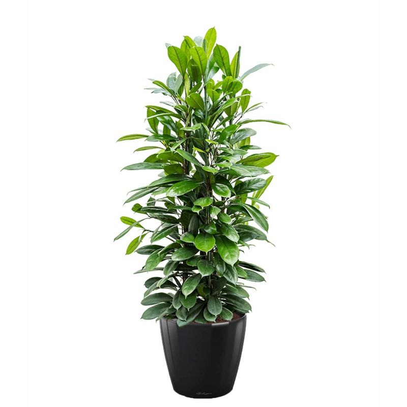 Ficus Cyathistipula in watergevende Classico zwart