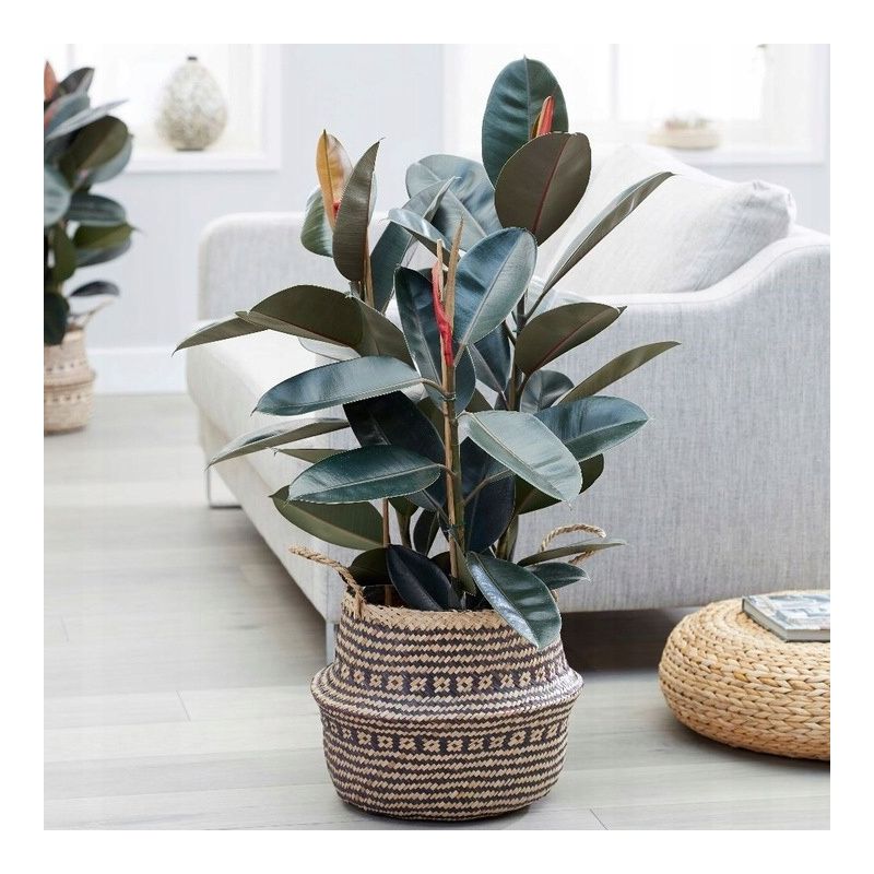 Ficus Elastica Abidjan toef