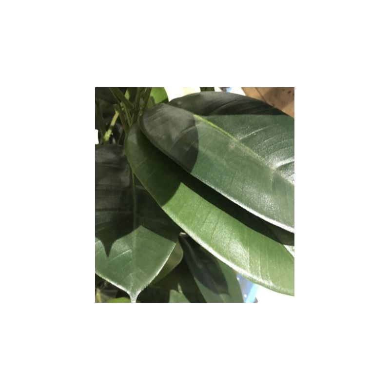 Ficus elastica op stam - kunstplant