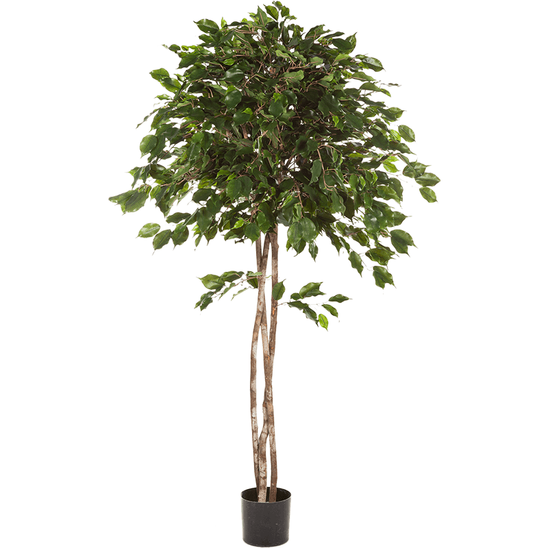 Ficus exotica op stam - kunstplant