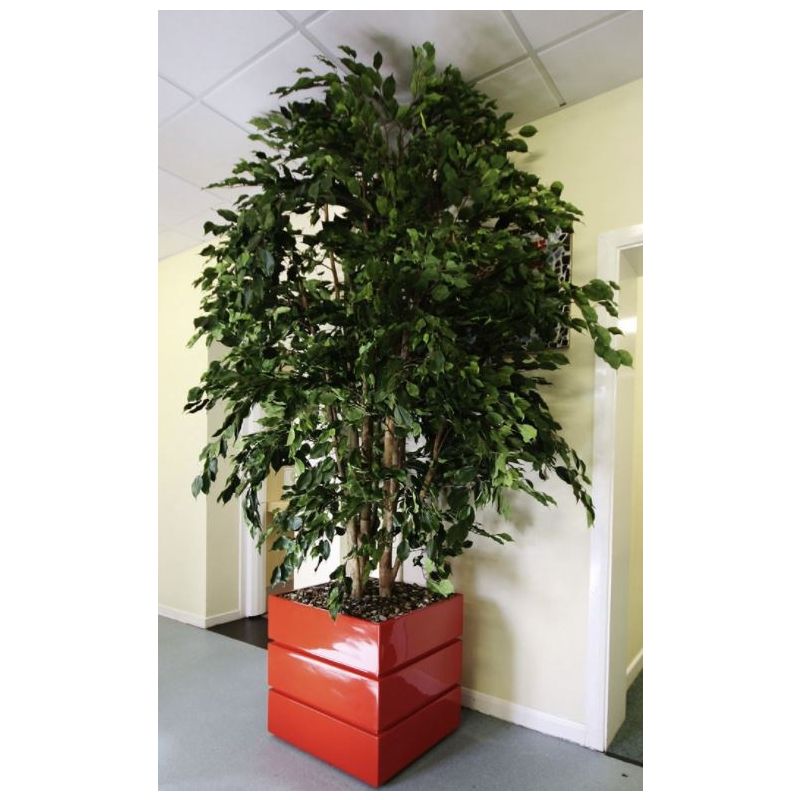 Ficus exotica vertakt XXL - kunstplant