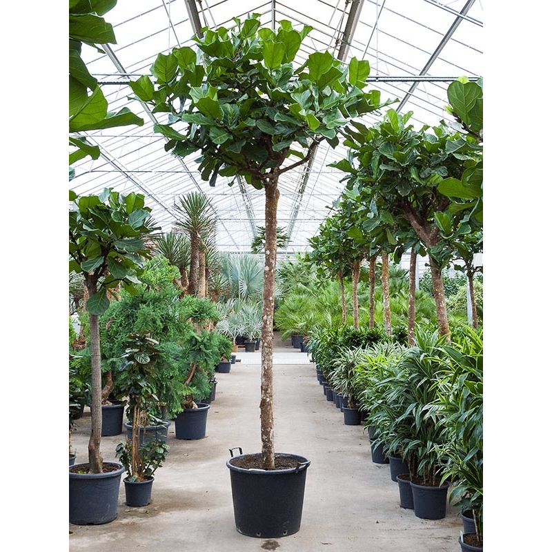 Ficus Lyrata op stam