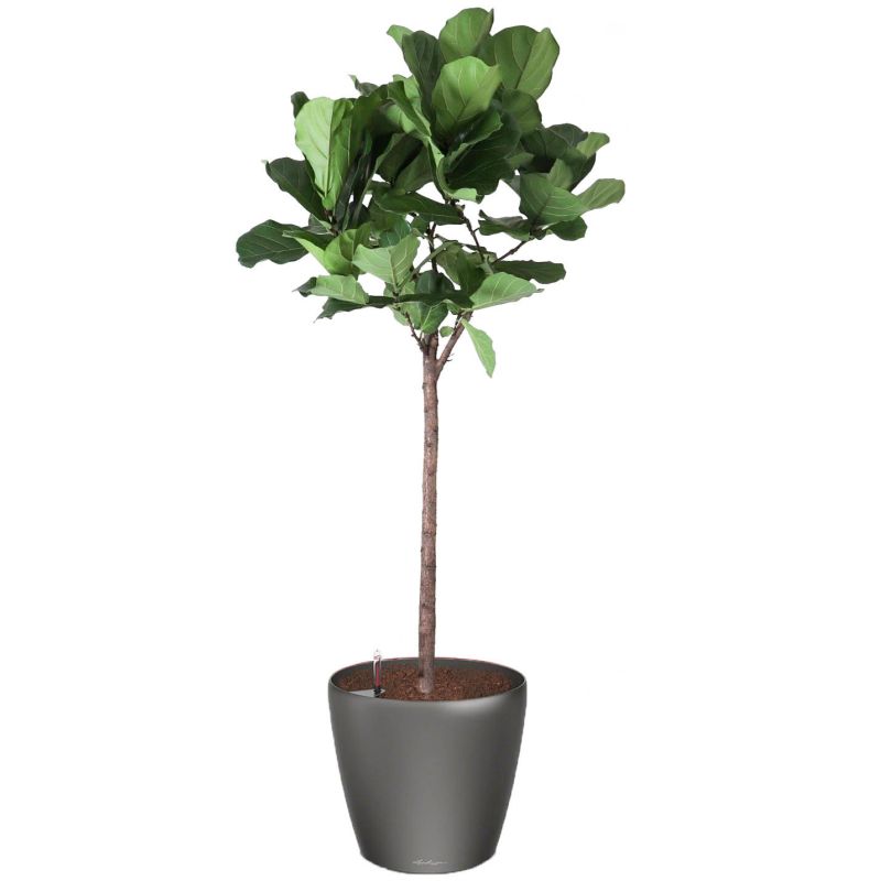 Ficus Lyrata op stam in watergevende Classico antraciet