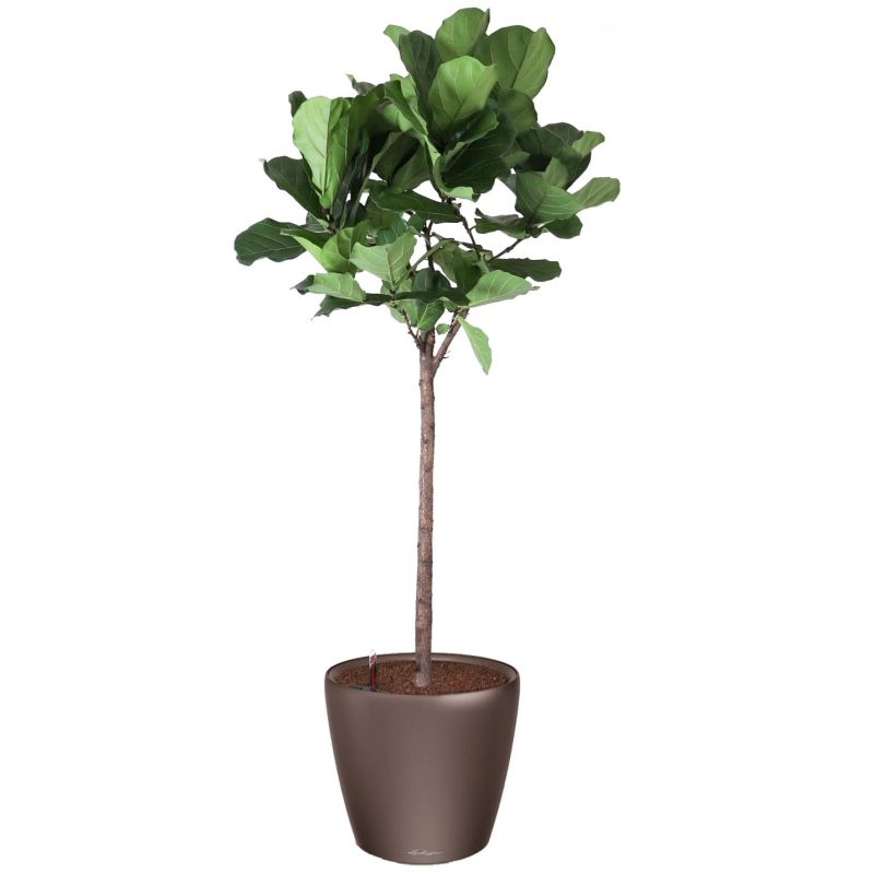 Ficus Lyrata op stam in watergevende Classico bruin