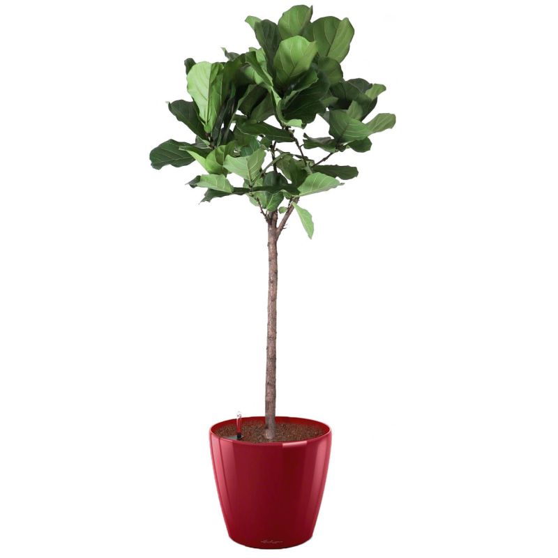 Ficus Lyrata op stam in watergevende Classico rood