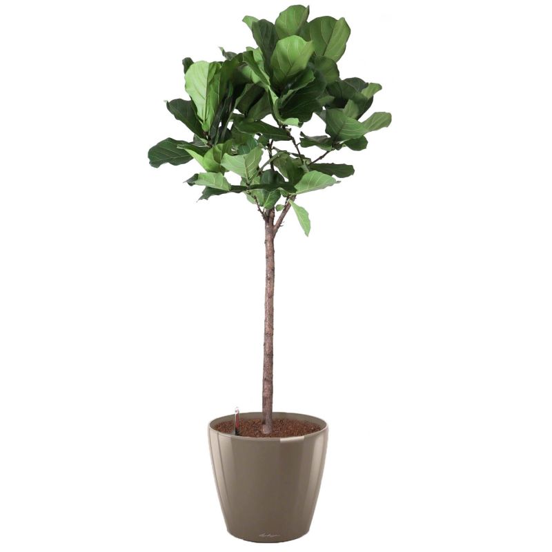 Ficus Lyrata op stam in watergevende Classico taupe