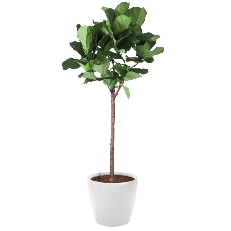 Ficus Lyrata op stam in watergevende Classico wit