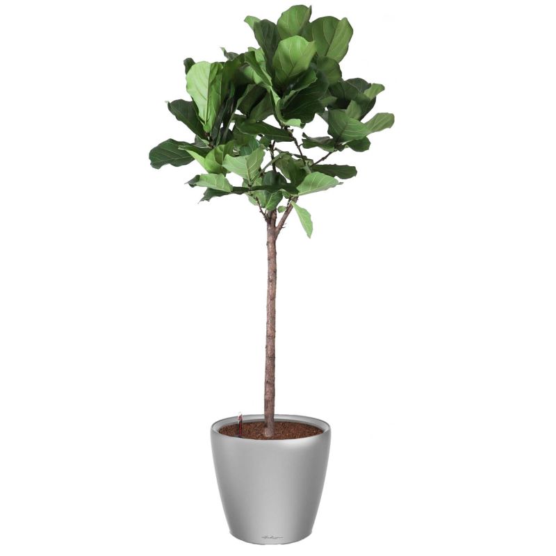 Ficus Lyrata op stam in watergevende Classico zilver