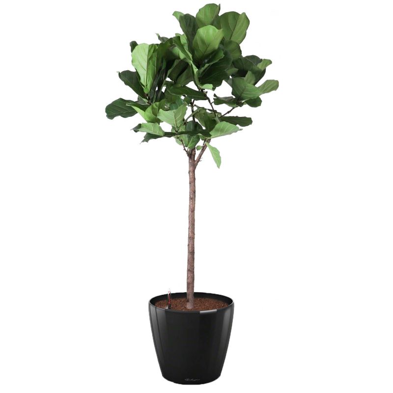 Ficus Lyrata op stam in watergevende Classico zwart