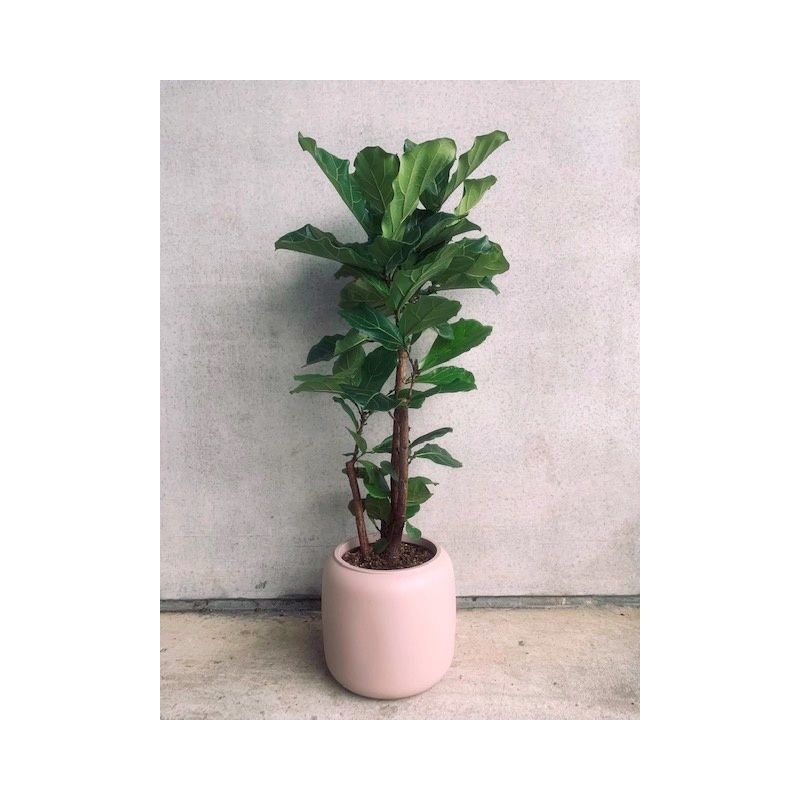 Ficus Lyrata vertakt in Pure Beads beige