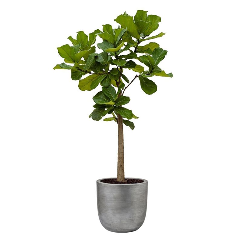 Ficus Lyrata op stam in Lux Retro Egg zilver