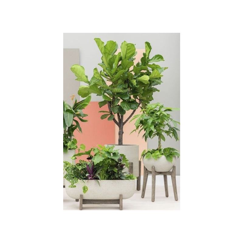 Ficus Lyrata op stam