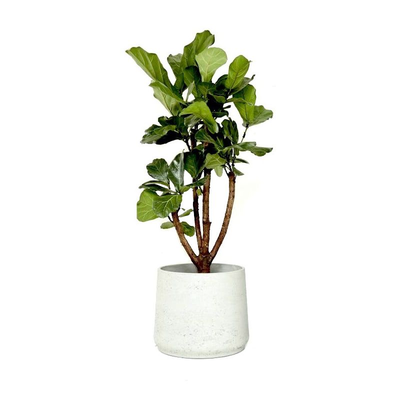 Ficus Lyrata vertakt in Rugged Patt wit