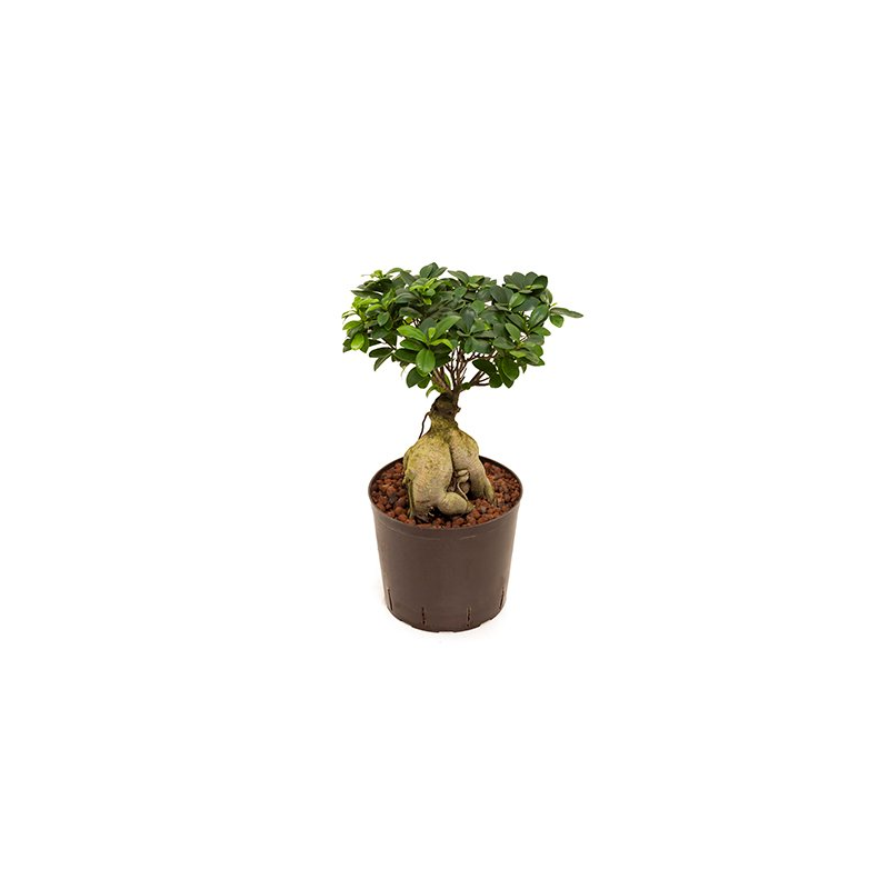 Ficus Microcarpa Compacta