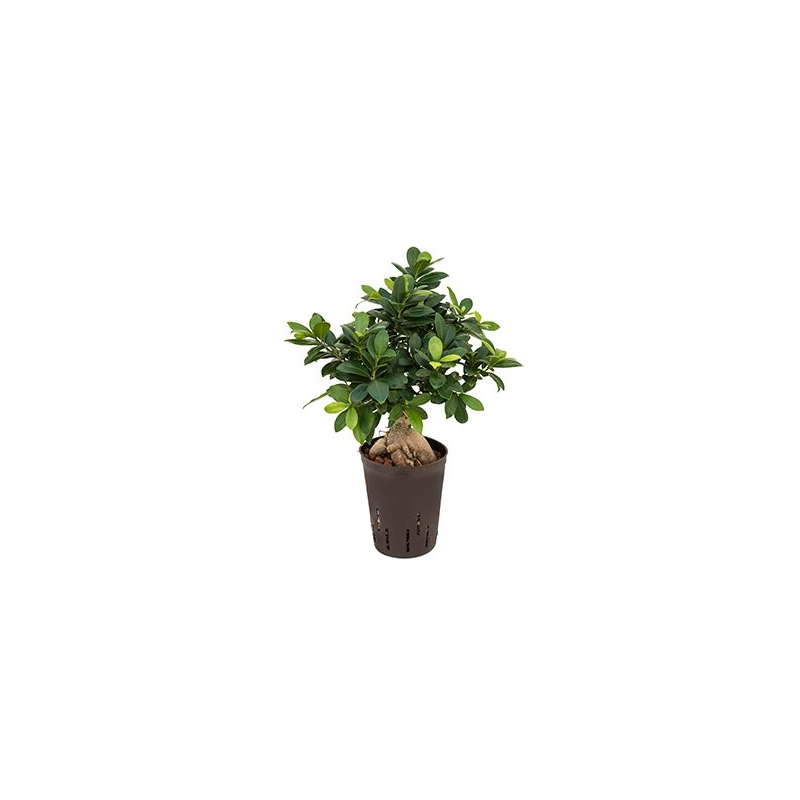 Ficus Microcarpa Compacta