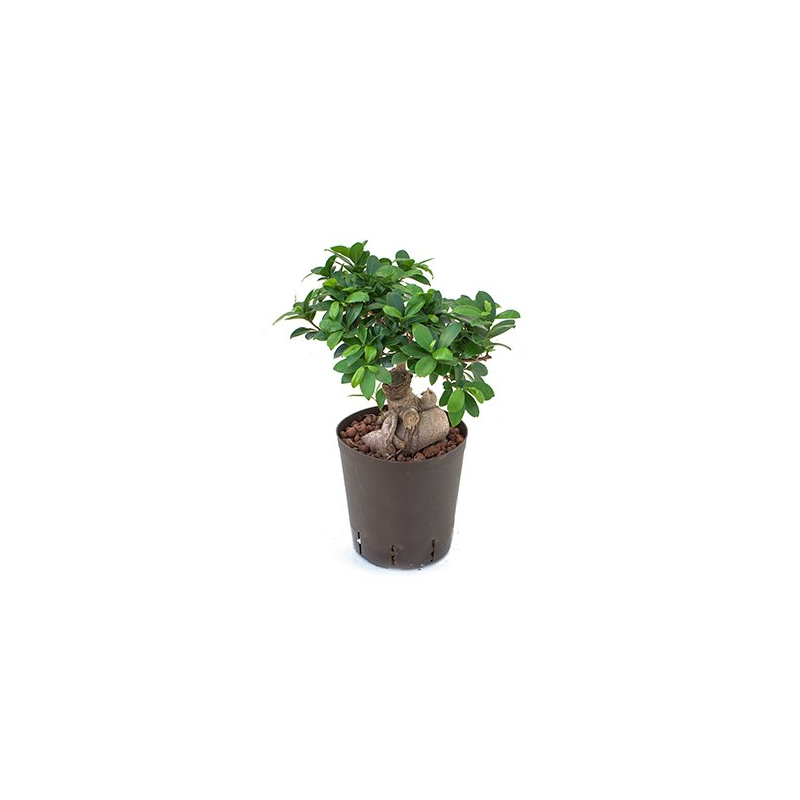 Ficus Microcarpa Compacta