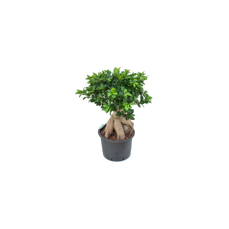 Ficus Microcarpa Compacta