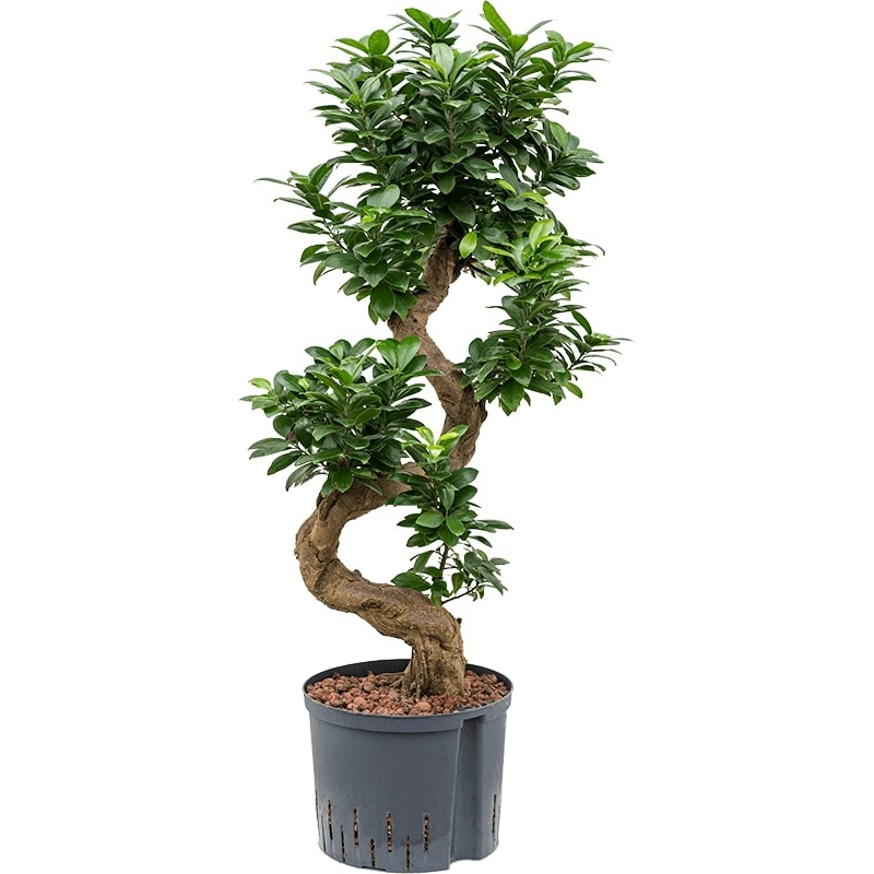 Ficus Microcarpa Ginseng 