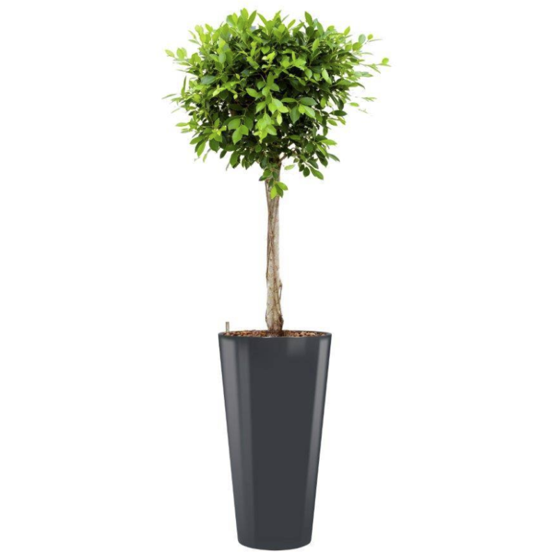 Ficus Nitida hydrocultuur in Runner rond antraciet