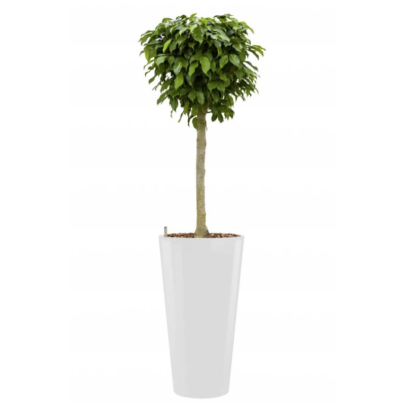 Ficus Nitida hydrocultuur in Runner rond wit