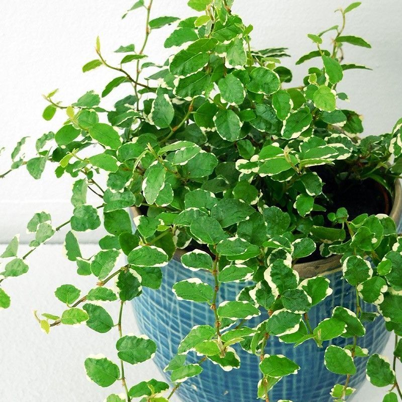 Ficus pumila White Sunny