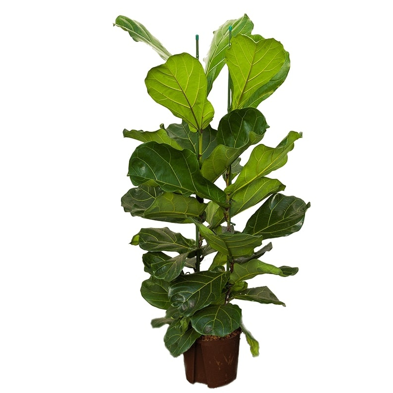 Ficus Lyrata straight