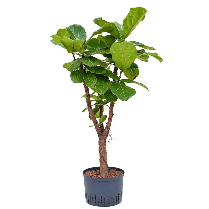 Ficus Lyrata vertakt