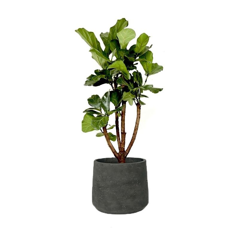 Ficus Lyrata vertakt in Rugged Patt zwart