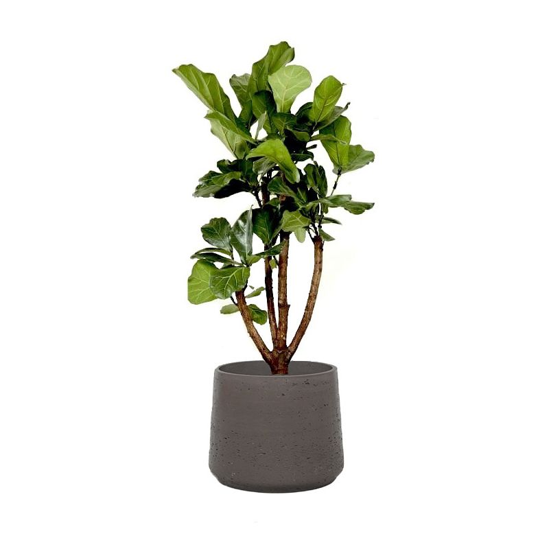 Ficus Lyrata vertakt in Rugged Patt chocolate