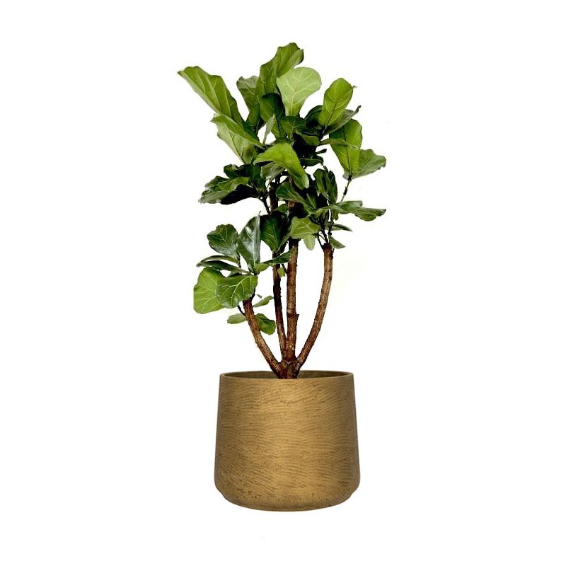 Ficus Lyrata vertakt in Rugged Patt goud