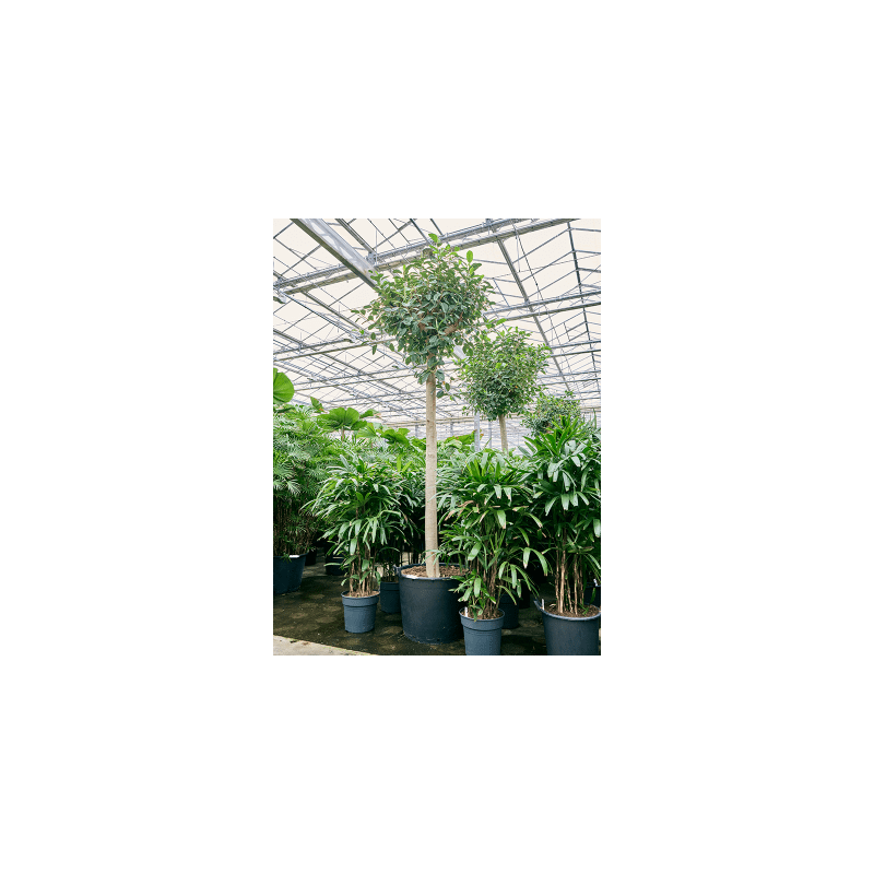 Ficus rubiginosa Australis