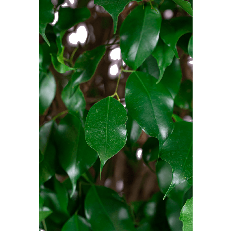 Ficus Benjamina Danielle op stam