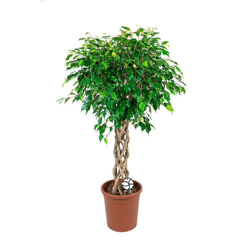 Ficus Benjamina Exotica gevlochten koker