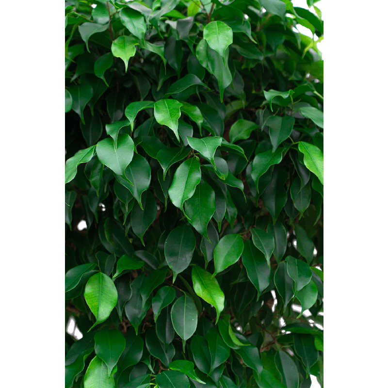 Ficus Benjamina Exotica gevlochten stam