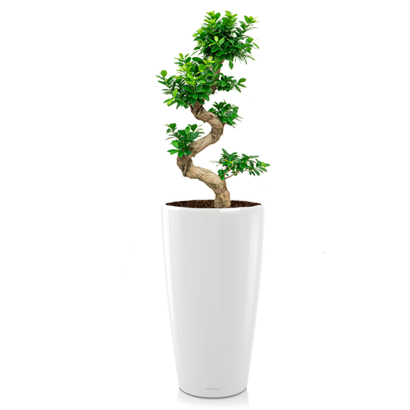 Ficus Bonsai in watergevende Rondo wit