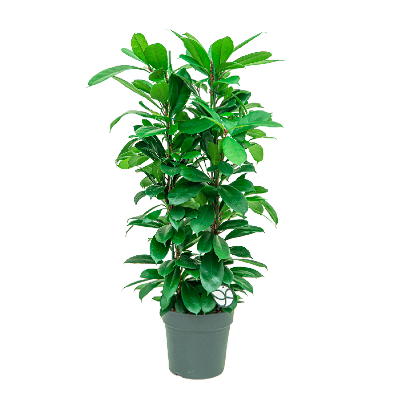 Ficus Cyathistipula 