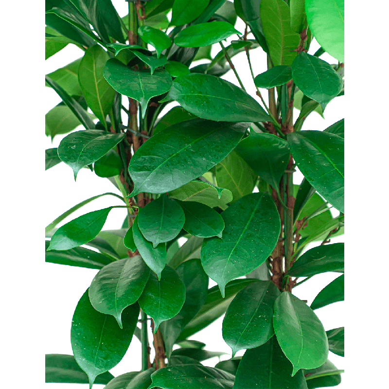 Ficus Cyathistipula hydrocultuur in Runner vierkant wit