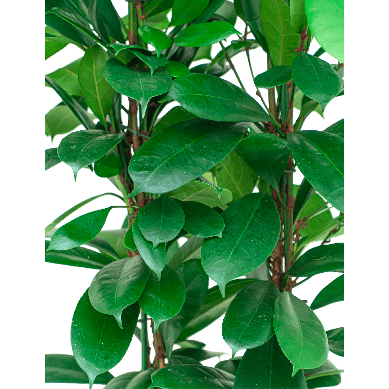 Ficus Cyathistipula in Terra Cotta