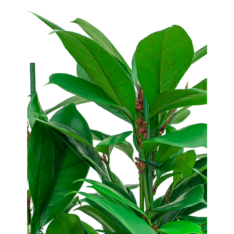 Ficus Cyathistipula hydrocultuur in Runner rond zwart 