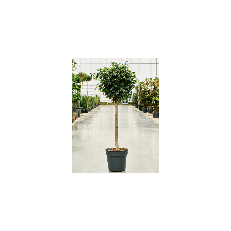 Ficus Benjamina Danielle op stam