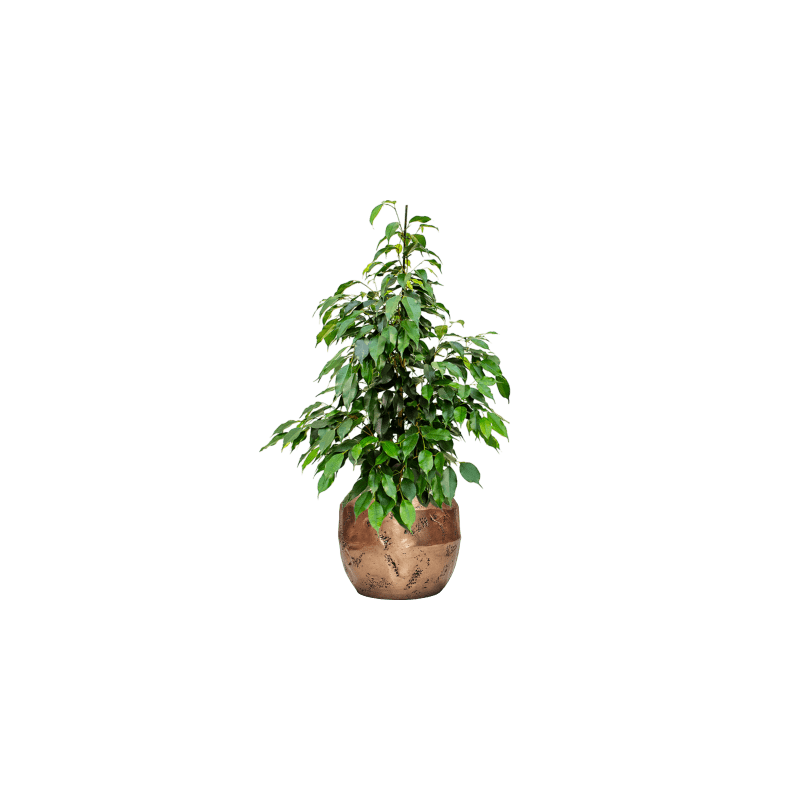 Ficus Benjamina Danielle