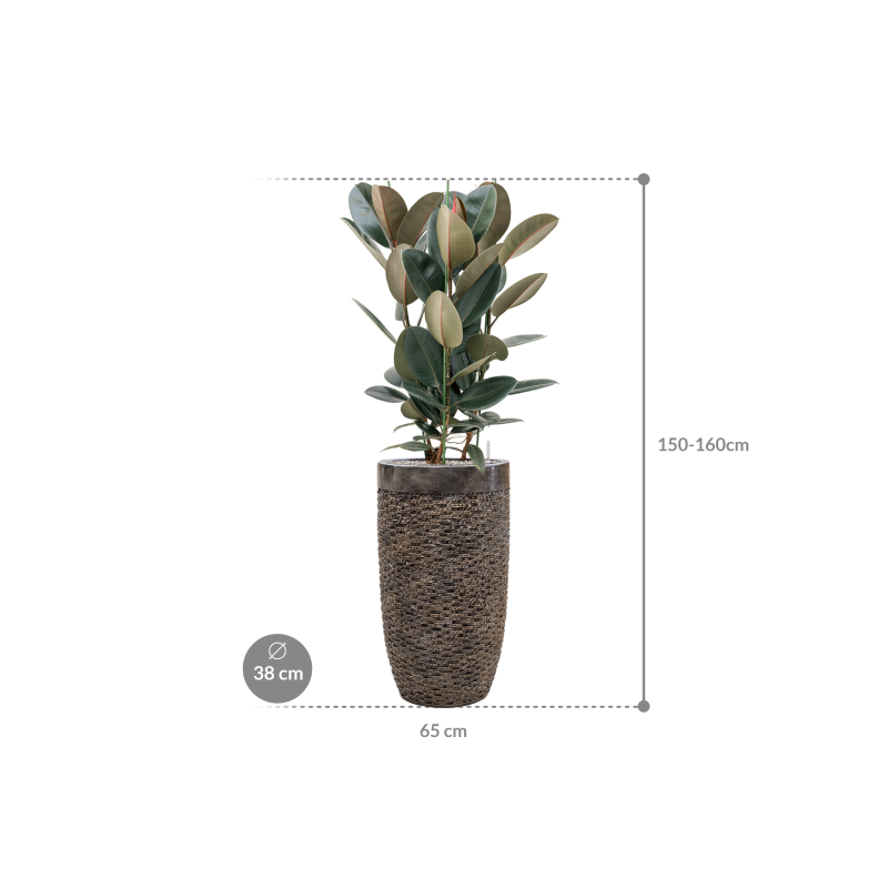 Ficus Abidjan in Baq Luxe Lite Universe Layer